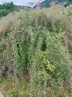 洞昌院(埼玉県)