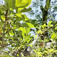 【公式】龍門院常楽寺(秩父札所十一番)の自然