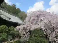 専称寺の自然