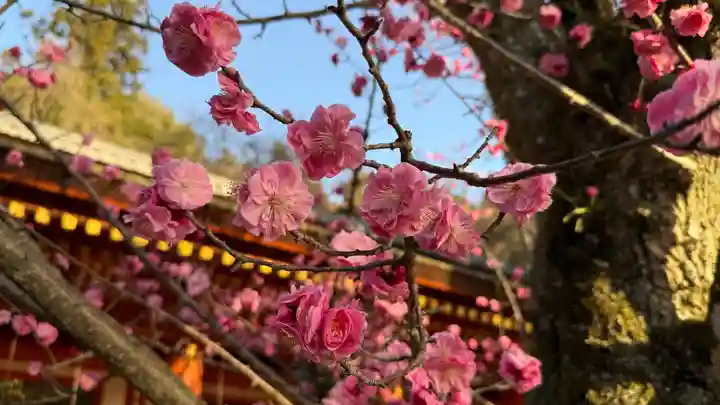 春日大社(奈良県)