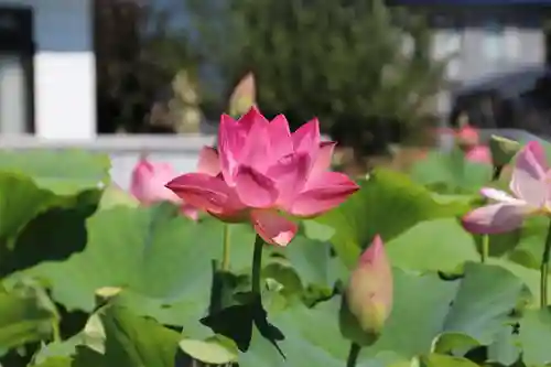 長照寺の庭園