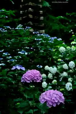 高幡不動尊　金剛寺(東京都)