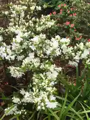 菊田神社の自然