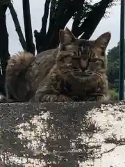 王子神社の動物