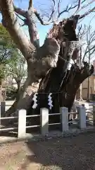 阿邪訶根神社の自然