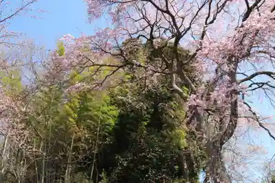 熊野神社の自然