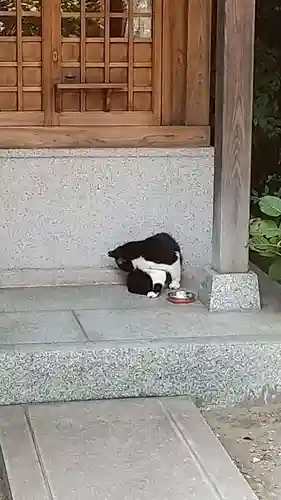 蔵前神社の動物