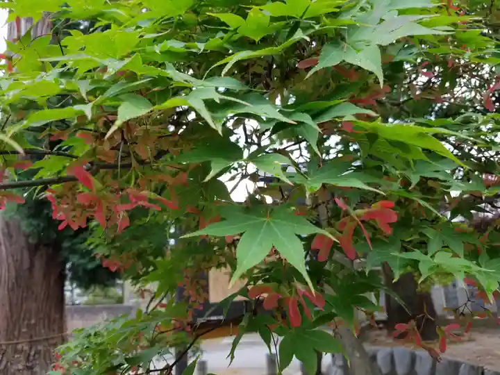 金剛山 遍照寺(真言宗) 置賜三十二番札所の自然