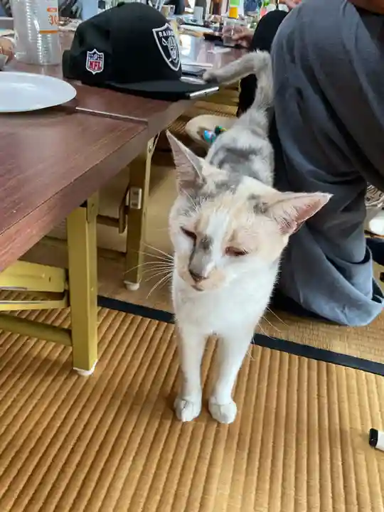 一心寺・一心禅寺の動物