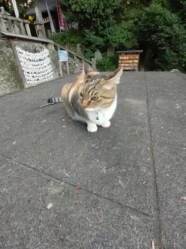 前玉神社の動物