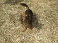 楞厳寺(山口県)