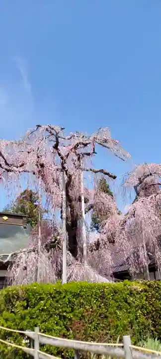慈雲寺の自然
