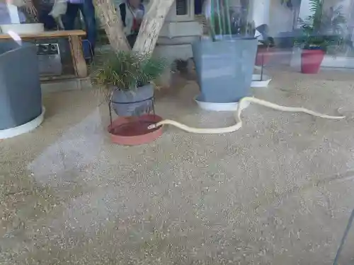 岩国白蛇神社(山口県)