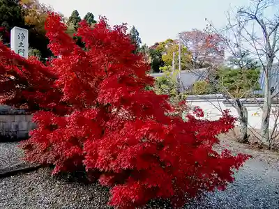 善峯寺(京都府)