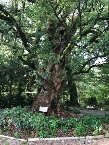 千栗八幡宮の自然