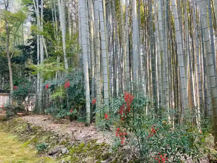 地蔵院(京都府)