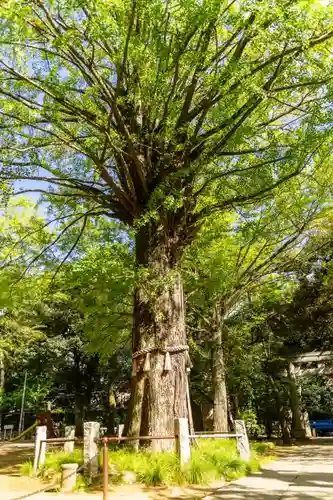 赤坂氷川神社の庭園