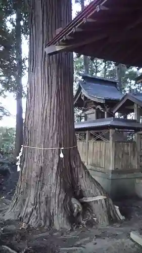 熊野神社の自然