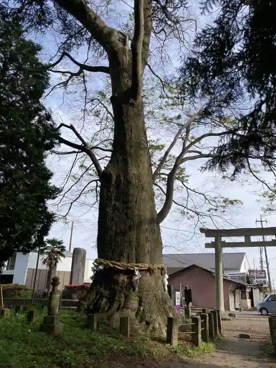 智賀都神社(栃木県)