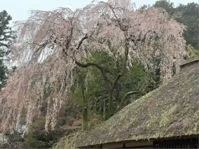高麗神社(埼玉県)