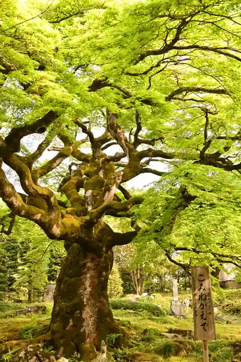 西善寺(埼玉県)
