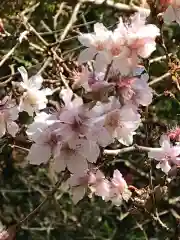 鹿島大神宮の自然