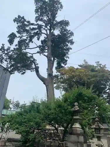 矢奈比賣神社（見付天神）の自然
