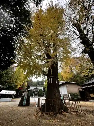 春日部八幡神社の自然