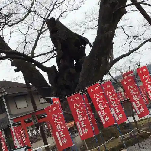 秩父今宮神社の自然