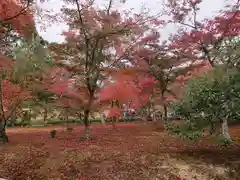 鹿苑寺（金閣寺）の自然