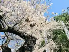 山家神社の自然