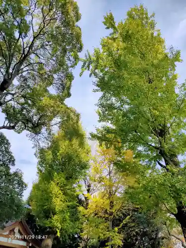 中目黒八幡神社の自然