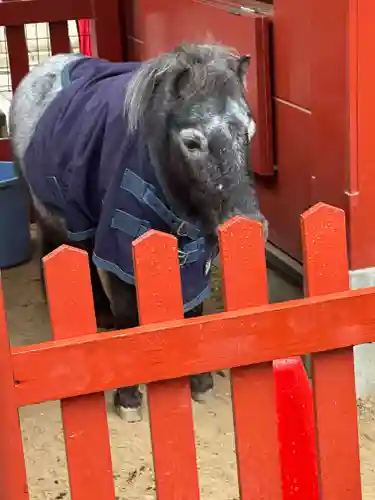 神田神社（神田明神）の動物