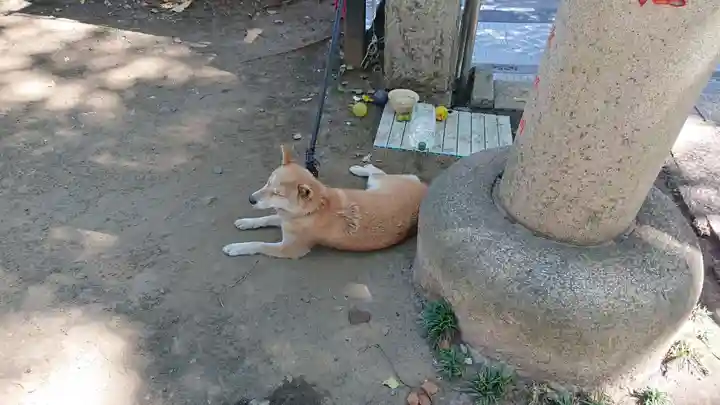 笠䅣稲荷神社の動物