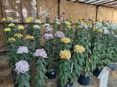 道明寺天満宮(大阪府)