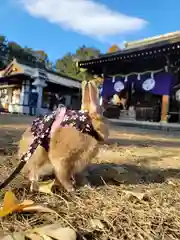 下新倉氷川八幡神社(埼玉県)