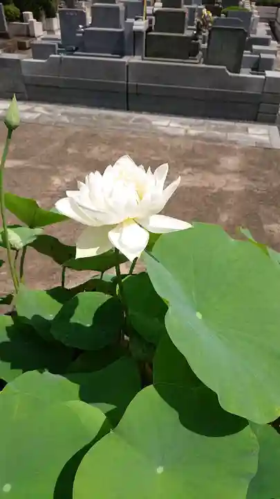 伝通院(東京都)