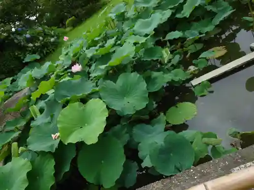 東寺（教王護国寺）の自然