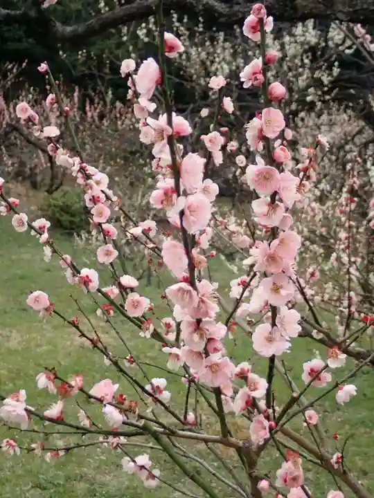 師岡熊野神社の御朱印