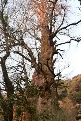 龍蔵寺(山口県)