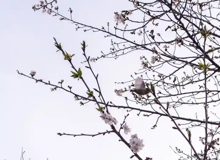 三嶋大社(静岡県)