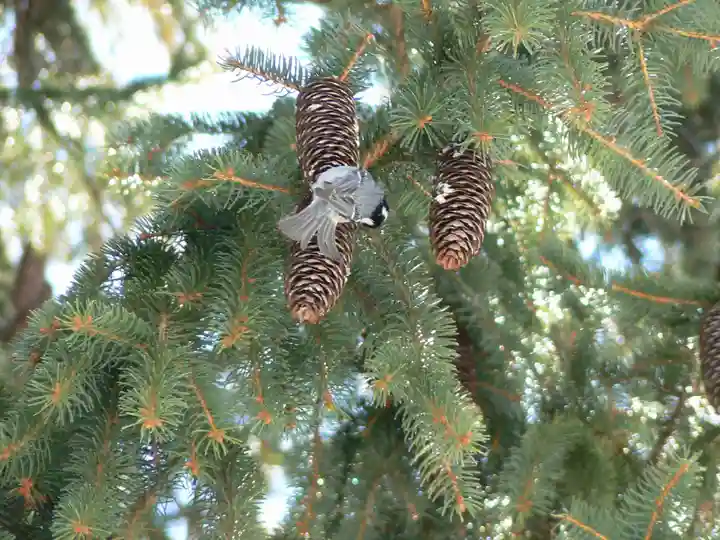 留辺蘂神社の動物