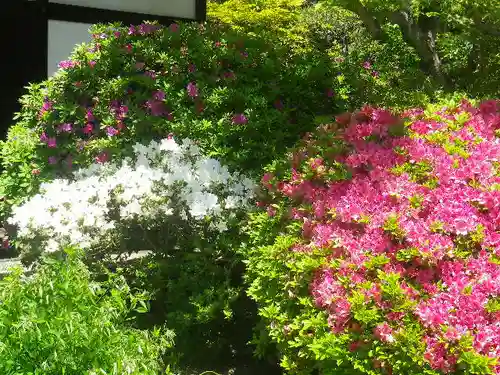 浄光明寺の自然