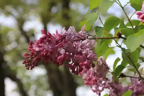 阿久津「田村神社」（郡山市阿久津町）旧社名：伊豆箱根三嶋三社の自然