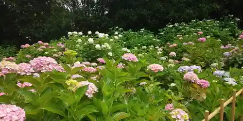 三室戸寺の庭園