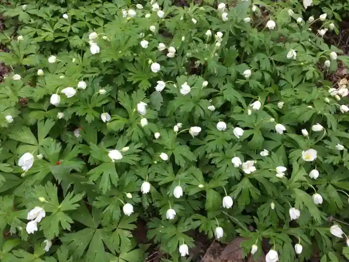 金剛寺(北海道)