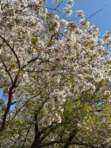 武蔵一宮氷川神社の自然