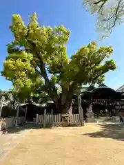 石切劔箭神社の自然