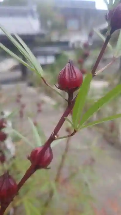 井際山 如意輪寺(愛知県)