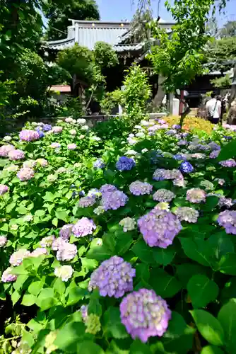 白山神社(東京都)